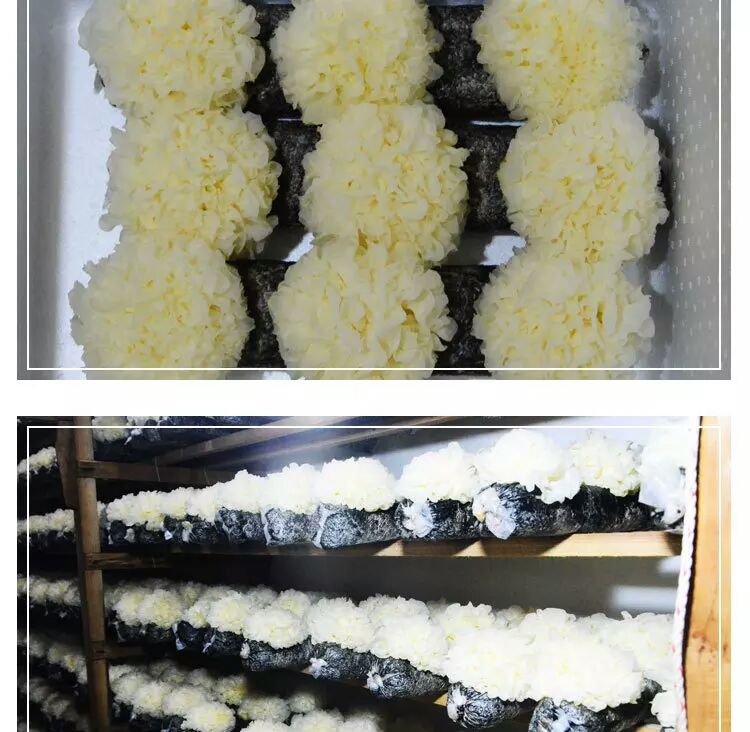 一名科研人员正在洁净实验室操作台前进行液体培养物取样,背景为恒温摇床与离心机设备,桌上摆放标有‘槐耳多糖提取’字样的试管与烧瓶,图示表现现代化中药材深加工流程 实验室中的槐耳提取过程示意图