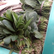 全能菠菜20~25厘米