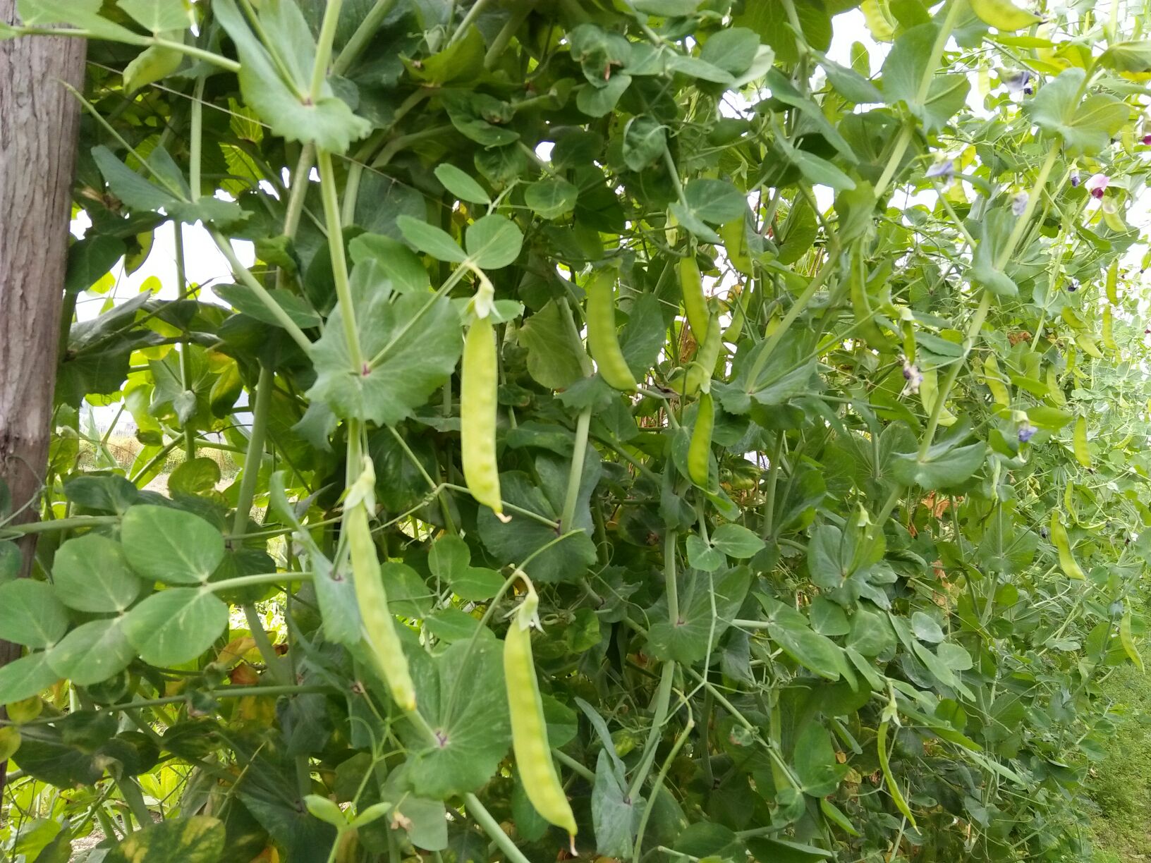 荷兰豆植物生长在藤蔓上的特写照片