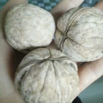纸皮核桃去皮干