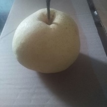 酥梨250~300g纸箱