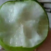 皇冠梨100~150g光果