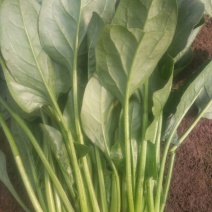 黑叶菠菜25~30厘米