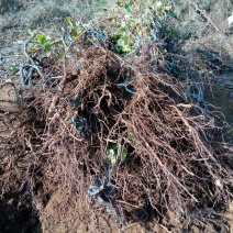巨峰葡萄苗3年80~110cm