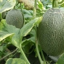 西州蜜瓜3斤以上长圆形