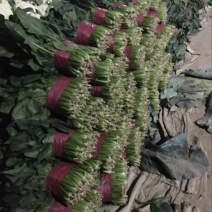 大叶菠菜