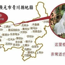 干竹荪