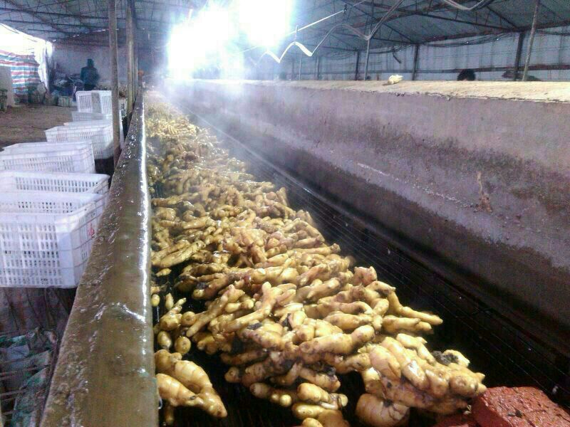 现代化的小黄姜清洗与分拣车间,不锈钢流水线正在运作,工人穿着洁净服进行质量检查,传送带上排列着金黄色的鲜姜,背景有“地理标志产品”标识牌和HACCP认证证书 罗平小黄姜加工车间内景