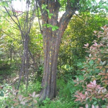木瓜树141~170cm