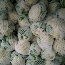 白花菜包装