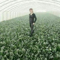 名门菠菜35~40厘米
