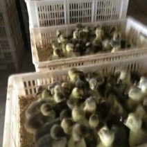 狮头鹅苗250g以下