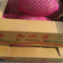 西州蜜瓜3斤以上长形
