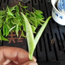 普洱茶