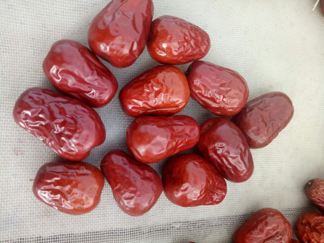 特写镜头下的骏枣,果实饱满、颜色深红,表面有自然光泽,展示其优质干制红枣的特征 骏枣特写