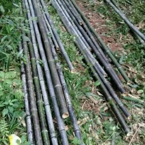 斑竹5~6m