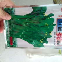 菜苔