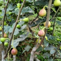 无花果树10cm以下