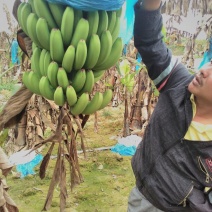 香蕉