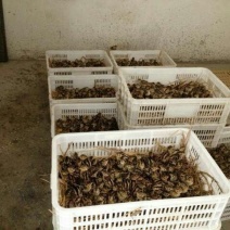 野生鸡苗1斤以下