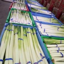 长白大葱30~40cm毛葱3cm左右