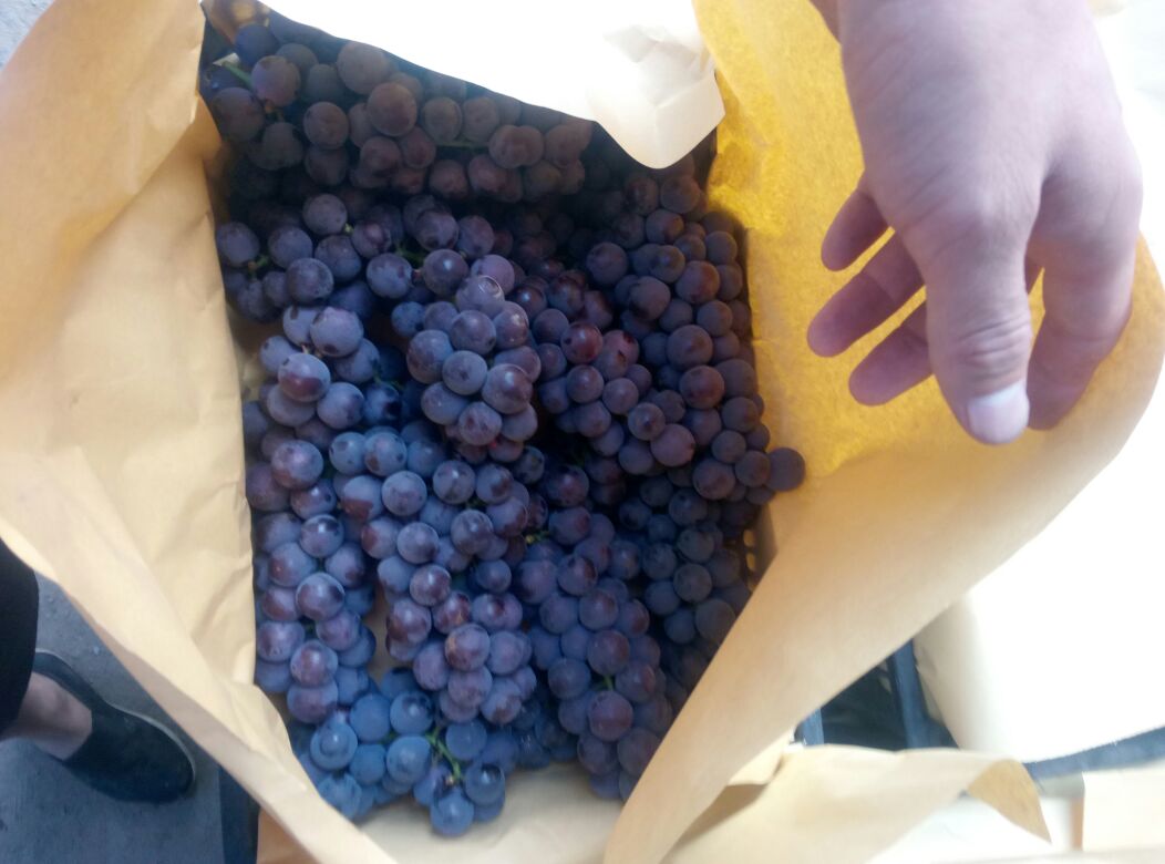 户太八号葡萄果实饱满,果粒均匀,自然坐果良好 户太八号葡萄果实特写
