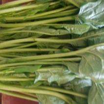 全能菠菜30~35厘米
