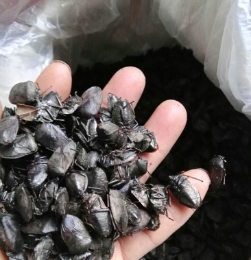 九香虫打屁虫椿香虫货源充足欢迎订购