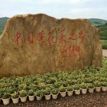 黄花菜种苗10~20cm