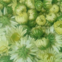 白菊花茶