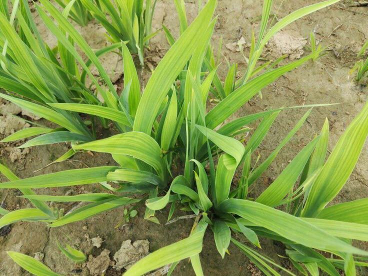 白芷整株植物形态