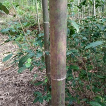 斑竹6~7m