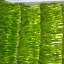 菜苔