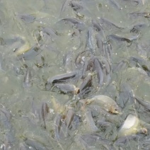 池鲤鱼食用1~2公斤