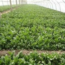 越冬菠菜20~25厘米