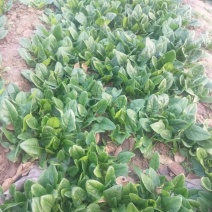 黑叶菠菜15~20厘米