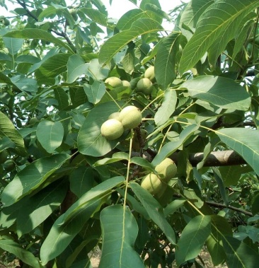 [核桃批发]青皮核桃价格1.10元/斤 - 一亩田