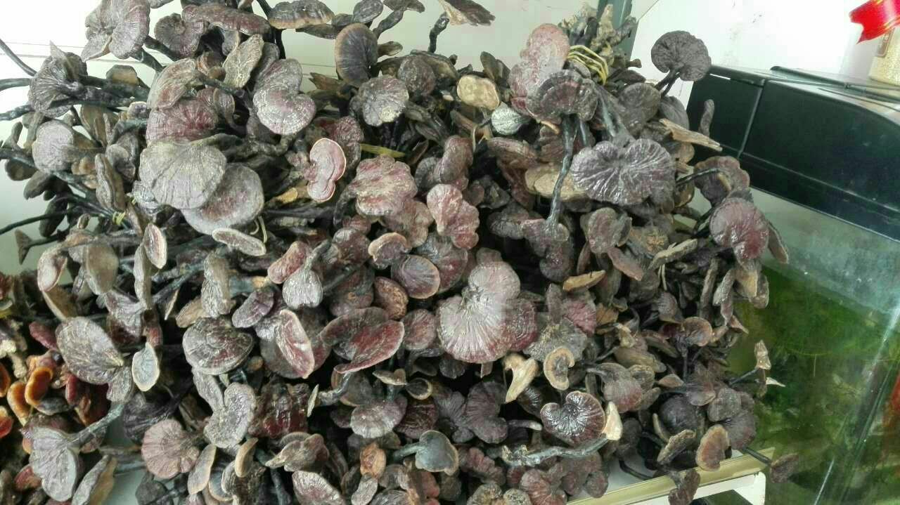 竹灵芝提取物成品展示图