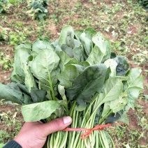 大叶菠菜15~20厘米