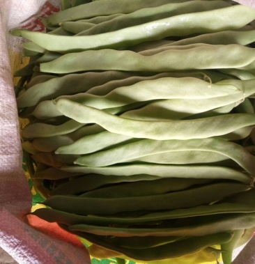 扁青芸豆大宽豆角蔬菜新鲜芸豆先摘先发一手货源 20cm以上