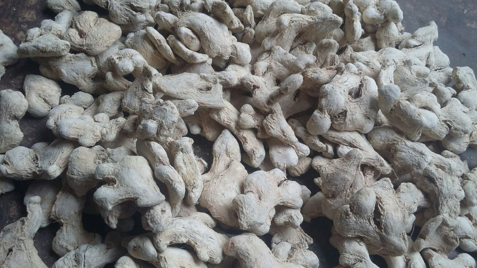 莱芜白姜组织学特征图:显微成像显示高密度油细胞分布(深紫色),印证其姜酚类物质富集的解剖学基础,比例尺精确标注50μm 显微镜下莱芜白姜横切组织切片染色图,清晰显示油细胞(深紫色圆形结构)密集分布于皮层与维管束鞘,比例尺50μm