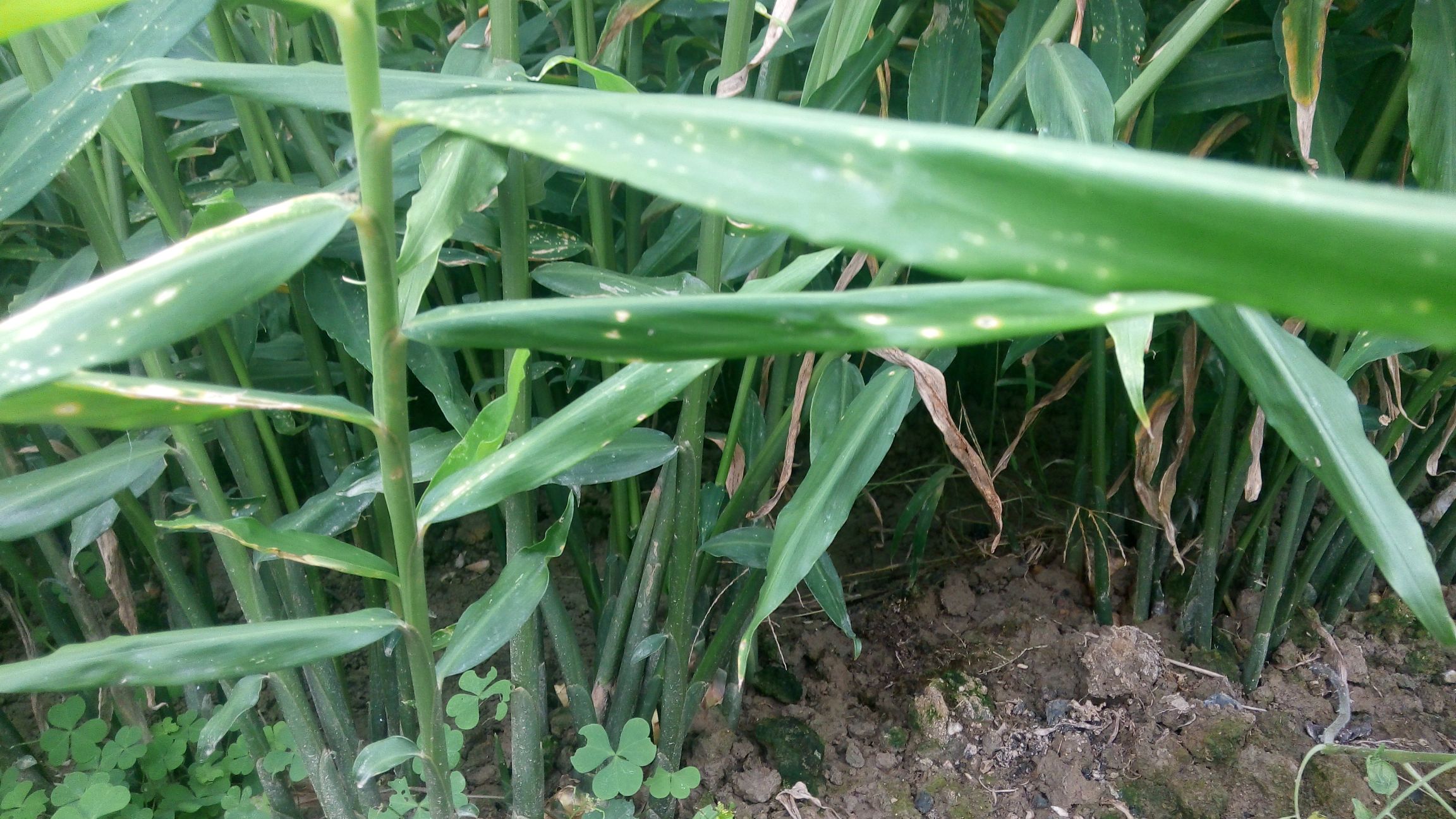 一株生长在湿润林下的姜母刺植物,茎秆直立,叶片宽大呈披针形,边缘略带锯齿,茎部有细小尖刺分布;地面可见块状根茎部分露出土壤,整体呈现深绿色与棕褐色交织的自然生态状态 姜母刺植株全景图