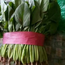大叶菠菜20~25厘米