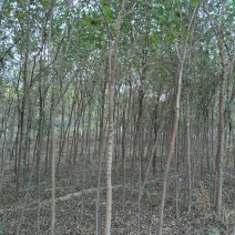 白榆6~8cm4~6cm4m以上