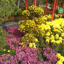 野菊花统货