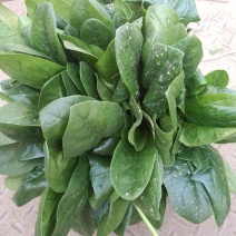 黑叶菠菜20~25厘米