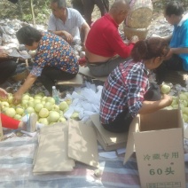 酥梨250~300g纸箱
