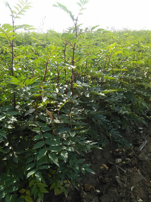 [花椒树批发]供应正宗大红袍花椒树苗价格0.50元/棵 - 一亩田