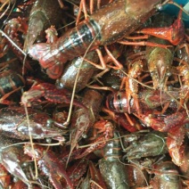 青虾食用8~12只/kg