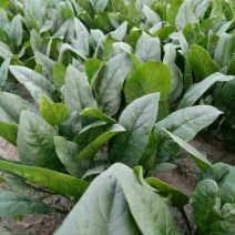 越冬菠菜15~20厘米